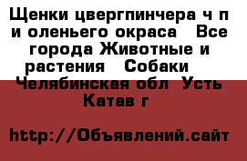 Щенки цвергпинчера ч/п и оленьего окраса - Все города Животные и растения » Собаки   . Челябинская обл.,Усть-Катав г.